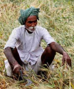 गेहूं बोने वाले किसान पंजीयन से वंचित क्योंकि रिकॉर्ड में जौ और मसूर की फसलें चढ़ीं